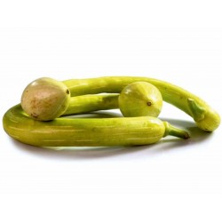 Fröer till zucchini Tromba d'Albenga 2.35 - 2