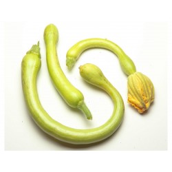 Fröer till zucchini Tromba d'Albenga 2.35 - 5