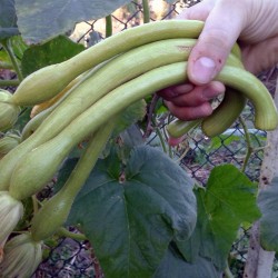 Fröer till zucchini Tromba d'Albenga 2.35 - 8
