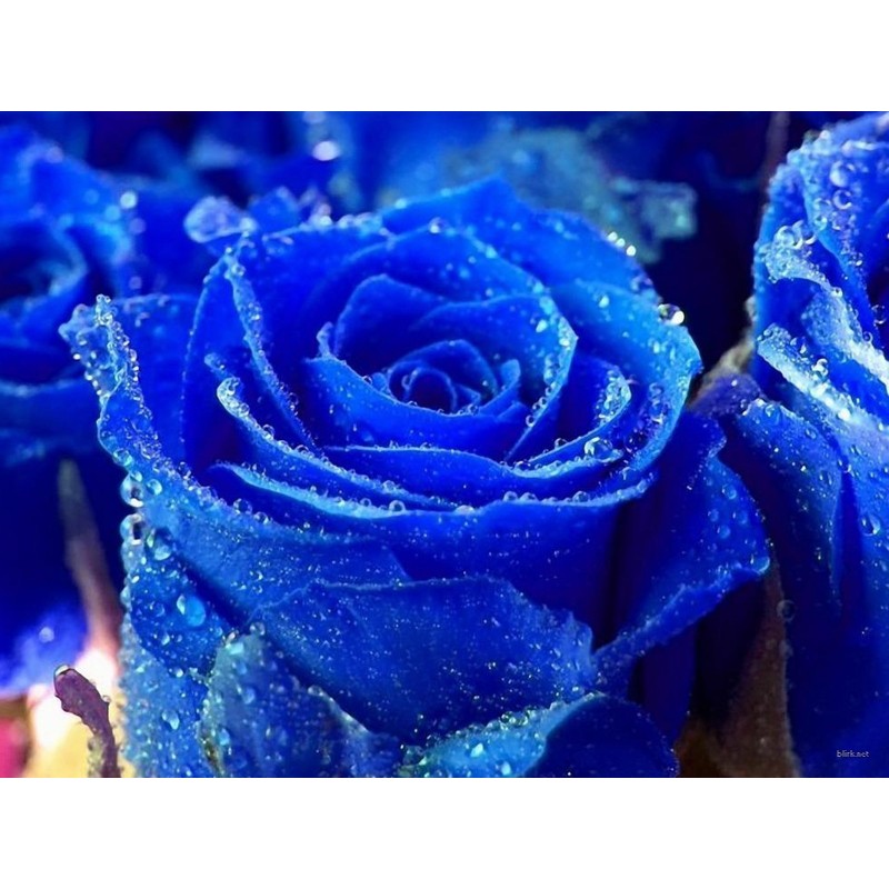 Hellblau Rose Blumensamen Home Gartenpflanzen Selten Frische Samen 