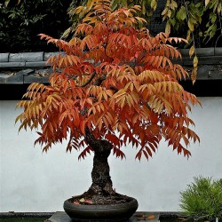 Сума́х оленерогий, Уксусное дерево семена (Rhus typhina)  - 2