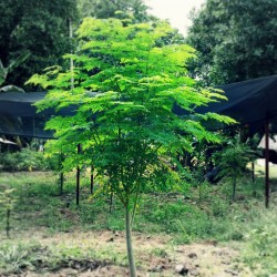 Moringa the Miracle Tree Seeds (Moringa oleifera PKM 1)  - 5