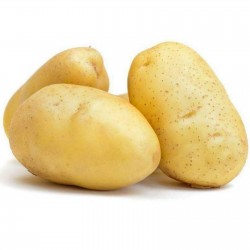 KENNEBEC λευκή πατάτα σπόρους  - 4