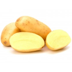 White Skin - White Flesh KENNEBEC Potato Seeds  - 2