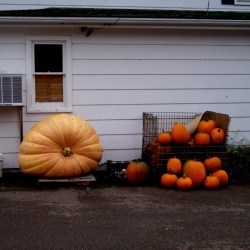 BIG MAX Pumpkin Heirloom Seeds  - 1