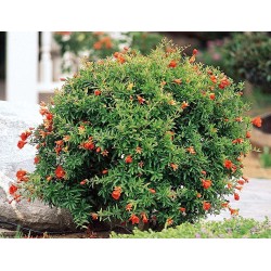 Dwarf Pomegranate Seeds (Punica granatum Nana)  - 6