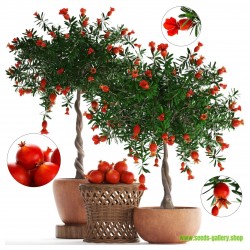 Dwarf Pomegranate Seeds (Punica granatum Nana)  - 7