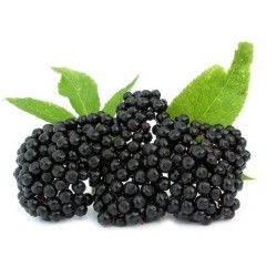 Semillas de Saúco (Sambucus...