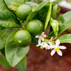 Tahitilime Frön (Citrus ×latifolia)  - 1