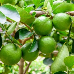 Persijska Limeta Seme (Citrus × latifolia)  - 2