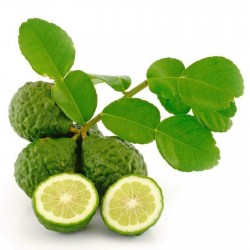 Καφρός Lime σπόρος (Citrus hystrix)  - 2