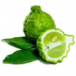 Καφρός Lime σπόρος (Citrus hystrix)  - 1