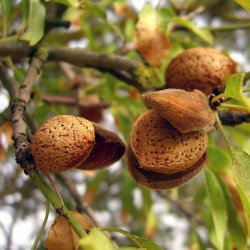 Semi di Mandorlo Dolce (Prunus Amygdalus)  - 2