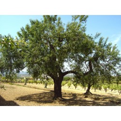 Semi di Mandorlo Dolce (Prunus Amygdalus)  - 4