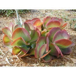 Σπόροι ένα φυτό κρέπα ή κουπί (Kalanchoe thyrsiflora)  - 4