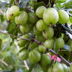 Beli Ogrozd Seme (Ribes uva-crispa)  - 2