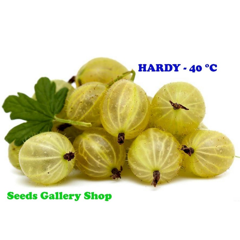 Beli Ogrozd Seme (Ribes uva-crispa)  - 3