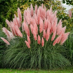 Grass Pampas Pink Seme (Cortaderia Selloana)  - 3