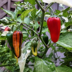 FISH Hot Chilli Pepper Seeds Seeds Gallery - 3