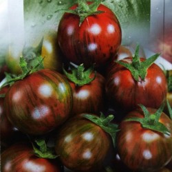 Sementes de tomate Black Vernissage Seeds Gallery - 6