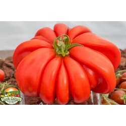 Graines de Tomate Pink Zapotec Ou Pink Accordion Seeds Gallery - 5