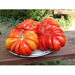 Graines de Tomate Pink Zapotec Ou Pink Accordion Seeds Gallery - 8