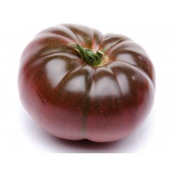 Cherokee Purple Tomatfrön Seeds Gallery - 4