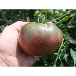 Cherokee Purple Tomate Samen Seeds Gallery - 2