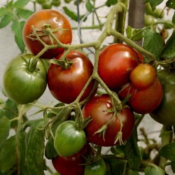 Black Prince Tomato Seeds Organically Grown  - 3