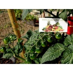 Semillas de tomate CANDYTOM Seeds Gallery - 2