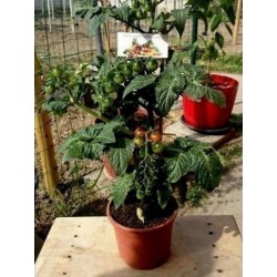 Graines Tomate CANDYTOM Seeds Gallery - 4