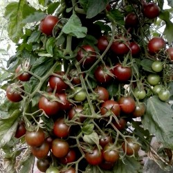 Graines de tomate cerise Black Cherry Seeds Gallery - 3