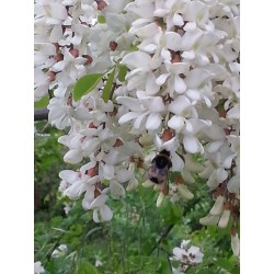 Σπόροι Ροβίνια η ψευδοακακία (Robinia pseudoacacia)  - 6