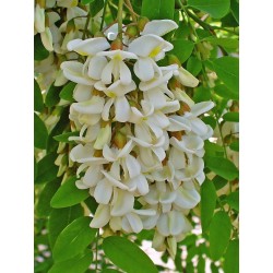 Semillas de Falsa Acacia (Robinia pseudoacacia)  - 8