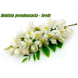 Semi di Robinia o Acacia (Robinia pseudoacacia)  - 9