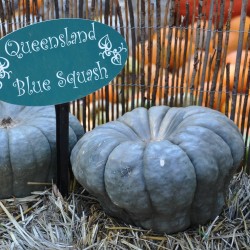 Semi di Zucca Queensland Blue Seeds Gallery - 4