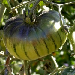 Sementes de tomate ARBUZNYI (melancia) Seeds Gallery - 3