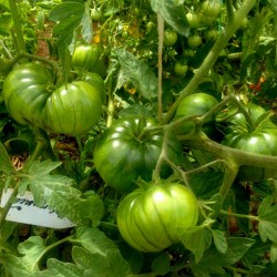 Graines de tomate ARBUZNYI (pastèque) Seeds Gallery - 4