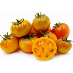 Semillas de tomate Orange Purple Smudge  - 1