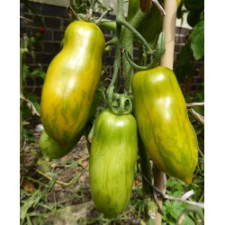 Sementes de tomate Salsicha Verde (Green Sausage)  - 5
