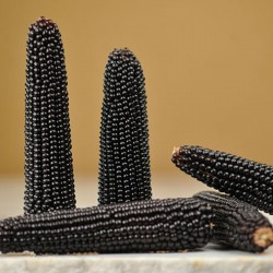 Crni kukuruz kokicar seme Dakota Black Seeds Gallery - 3