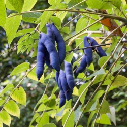 Sementes De Banana Azul (Decaisnea Fargesii)  - 4