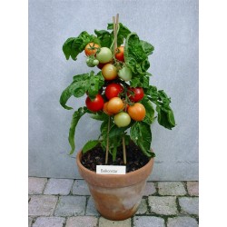 Balkonstar Tomaten Samen  - 1