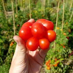 Sementes de tomate VOYAGE Seeds Gallery - 5