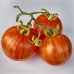 Graines de tomate Tigerella  - 1
