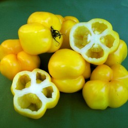 Tomatfrön Yellow Stuffer  - 2