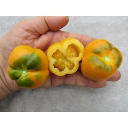 Tomatfrön Yellow Stuffer  - 7
