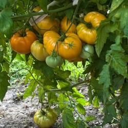 Graines de tomate Coeur De Boeuf Orange Seeds Gallery - 2