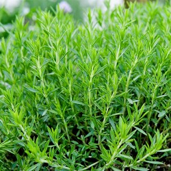 Semillas de Tarragón, Estragón (Artemisia dracunculus)  - 1