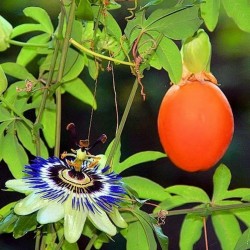 Blaue Passionsblume Samen (Passiflora caerulea)  - 2